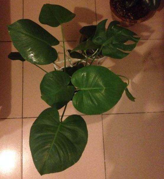 龟背竹盆景移植伤到了