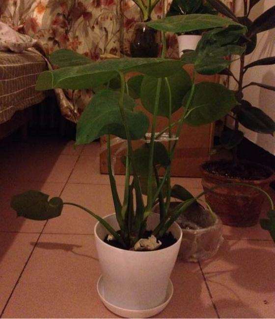 龟背竹盆景移植伤到了