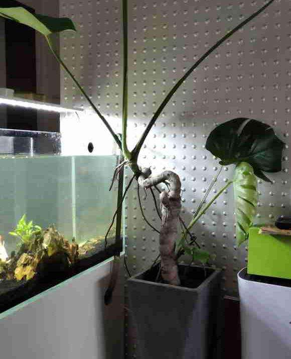 记录龟背竹盆景的成长历程