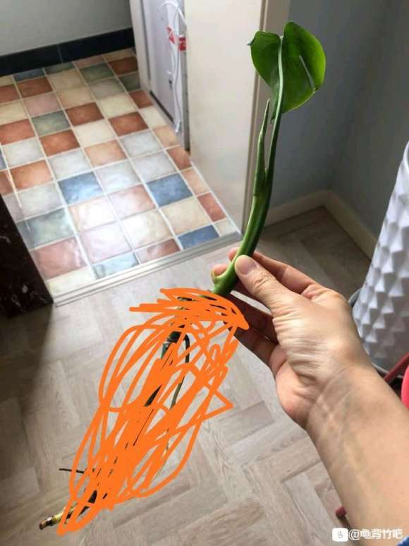 把龟背竹盆景快养死了