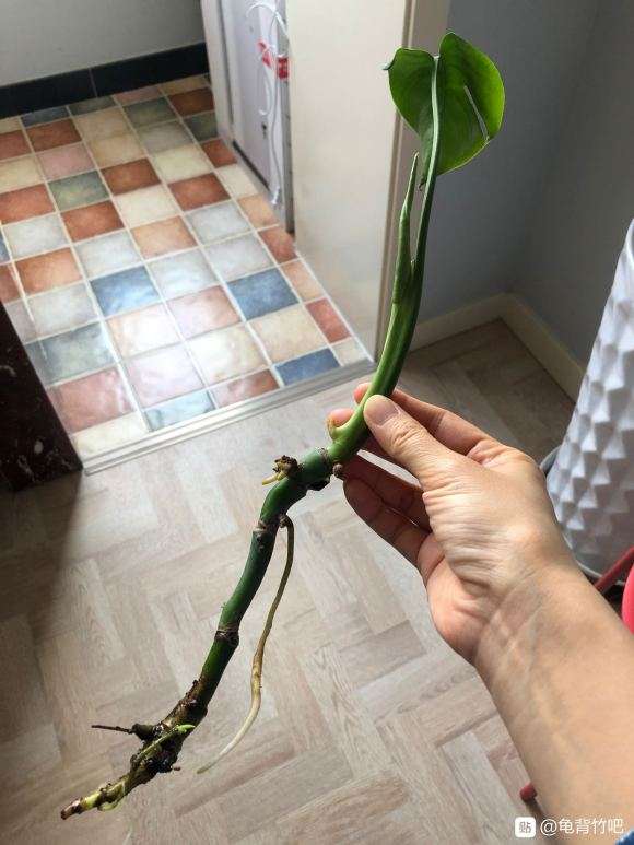 把龟背竹盆景快养死了