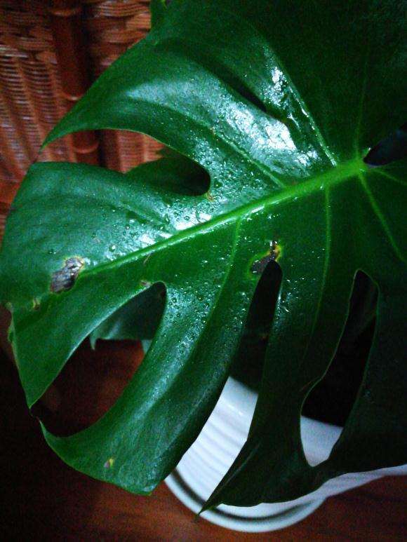 龟背竹盆景黑斑是什么原因