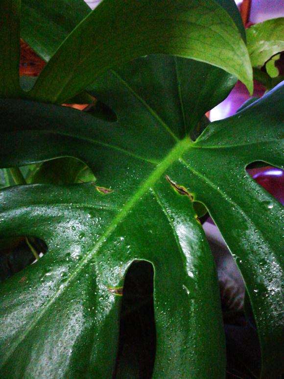 龟背竹盆景黑斑是什么原因