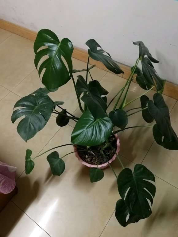 龟背竹盆景可以用大盆种植吗