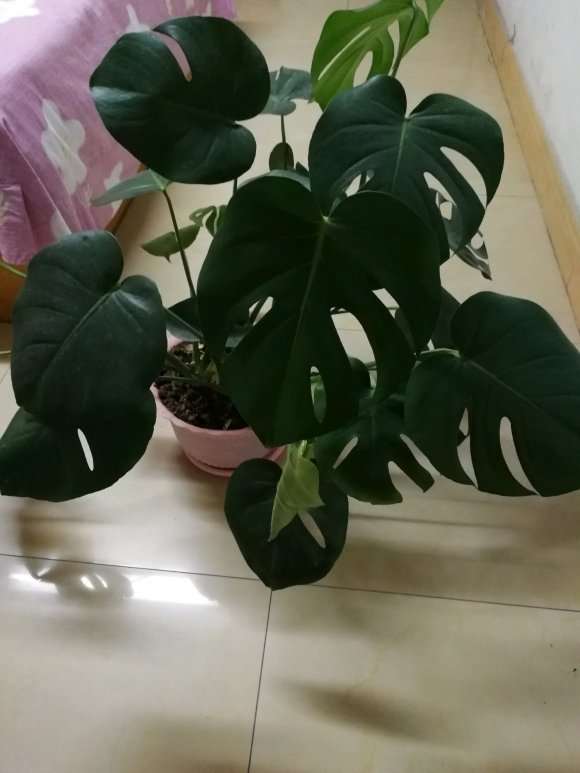 龟背竹盆景可以用大盆种植吗