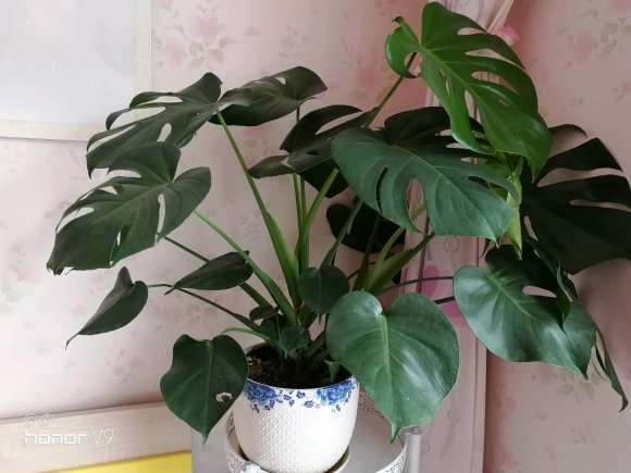 为什么龟背竹盆景长得非常快