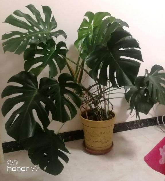 为什么龟背竹盆景长得非常快