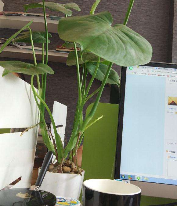 养了1年的龟背竹盆景