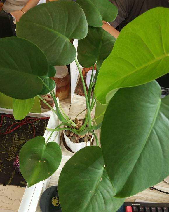 养了1年的龟背竹盆景