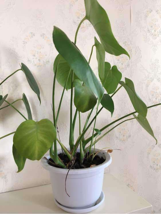 这是不是假龟背竹盆景