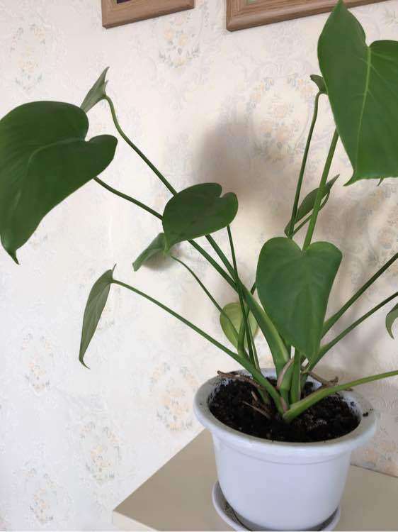 这是不是假龟背竹盆景