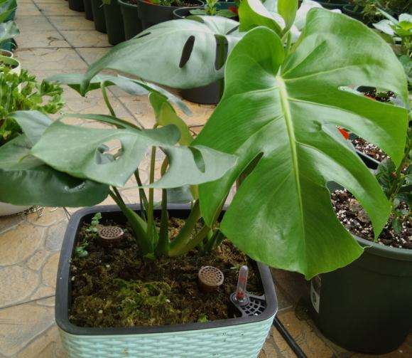 为什么龟背竹盆景长的好快