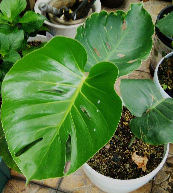 为什么龟背竹盆景长的好快