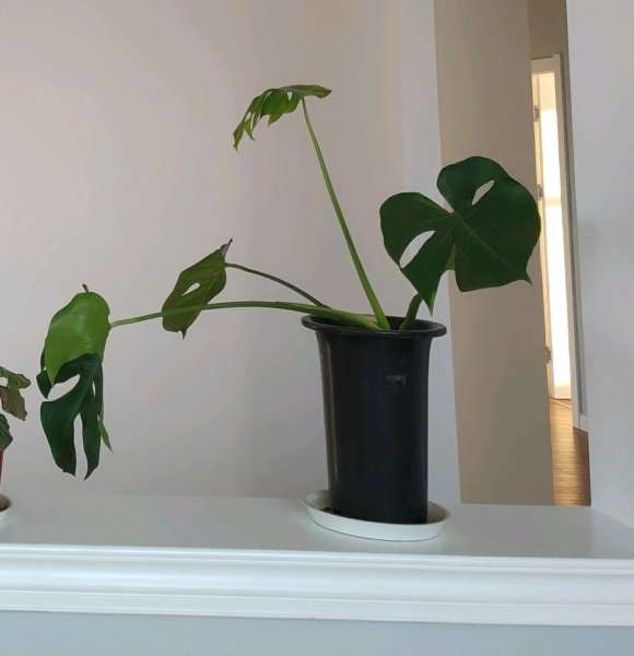 龟背竹盆景1年 终于长出叶子了 图片