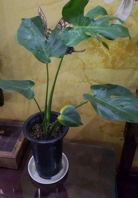 龟背竹盆景1年 终于长出叶子了 图片