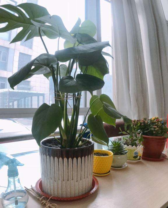 小龟背竹盆景长大了