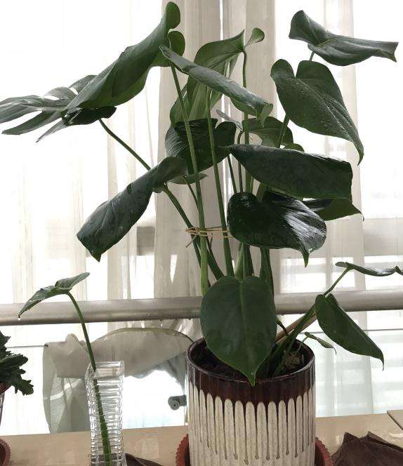 小龟背竹盆景长大了