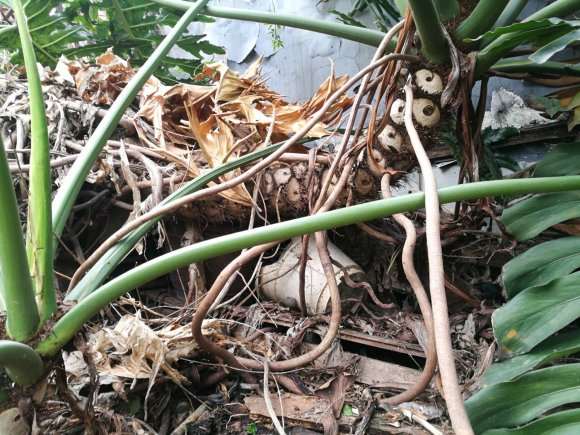 大龟背竹盆景怎么移植的方法