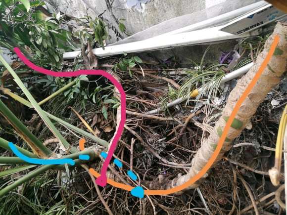 大龟背竹盆景怎么移植的方法