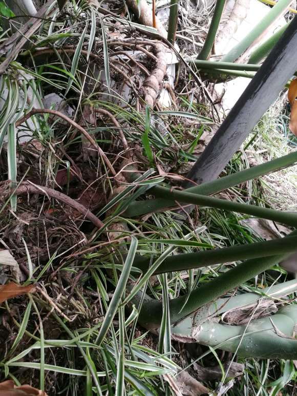 大龟背竹盆景怎么移植的方法