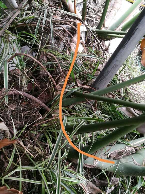 大龟背竹盆景怎么移植的方法