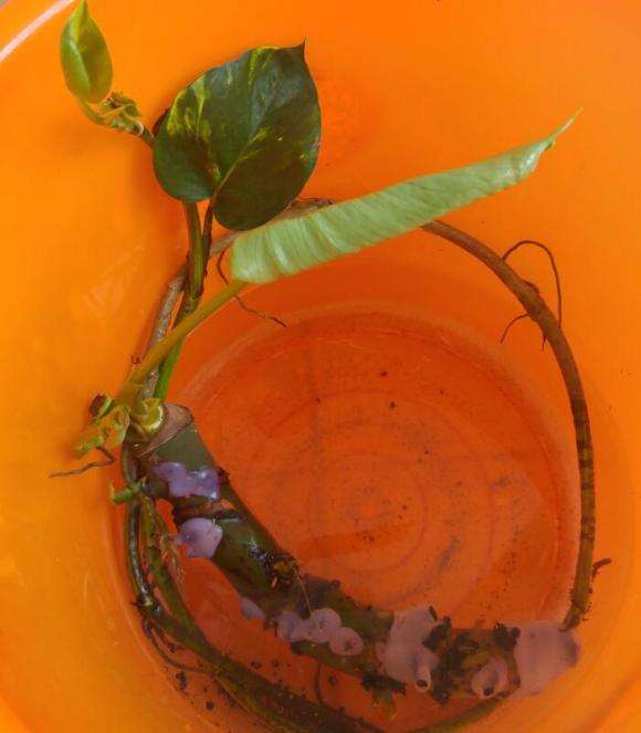 龟背竹盆景粗根怎么水培的方法