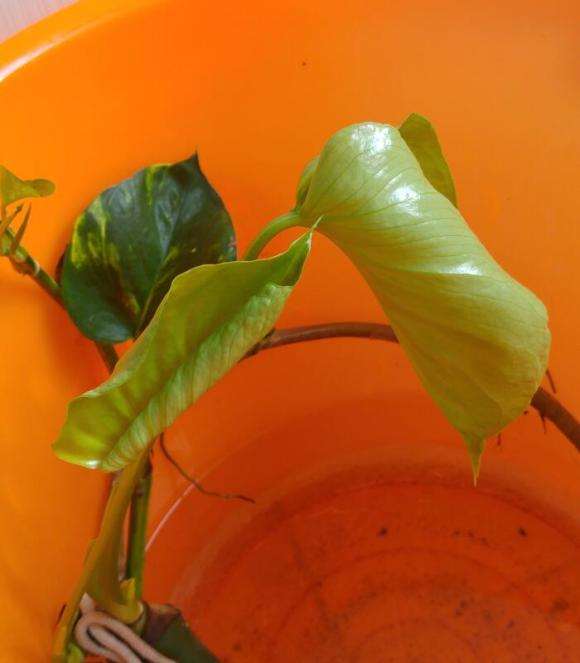 龟背竹盆景粗根怎么水培的方法