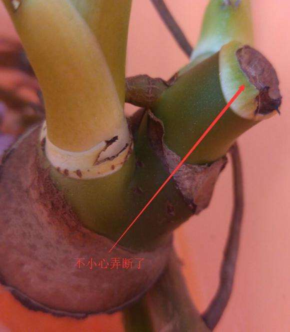 龟背竹盆景粗根怎么水培的方法