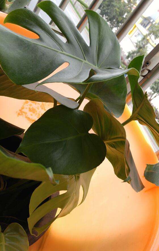 龟背竹盆景粗根怎么水培的方法