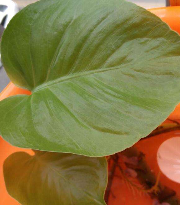 龟背竹盆景粗根怎么水培的方法