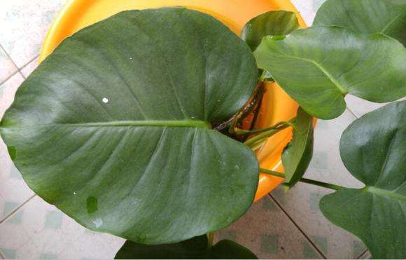 龟背竹盆景粗根怎么水培的方法