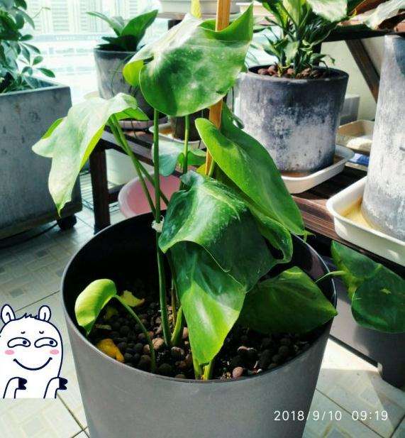 看我的龟背竹盆景是怎么成长的