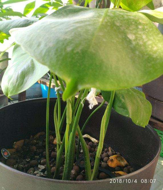 看我的龟背竹盆景是怎么成长的