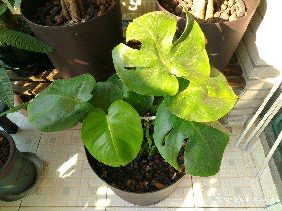 看我的龟背竹盆景是怎么成长的