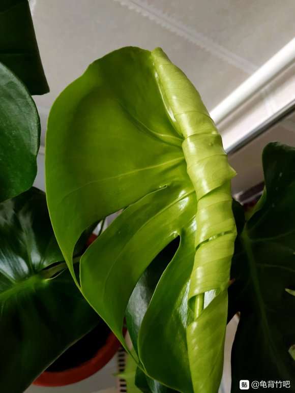 为什么龟背竹盆景的嫩叶就是开背的