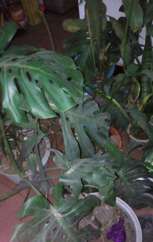 我的龟背竹盆景太大了 怎么办 图片