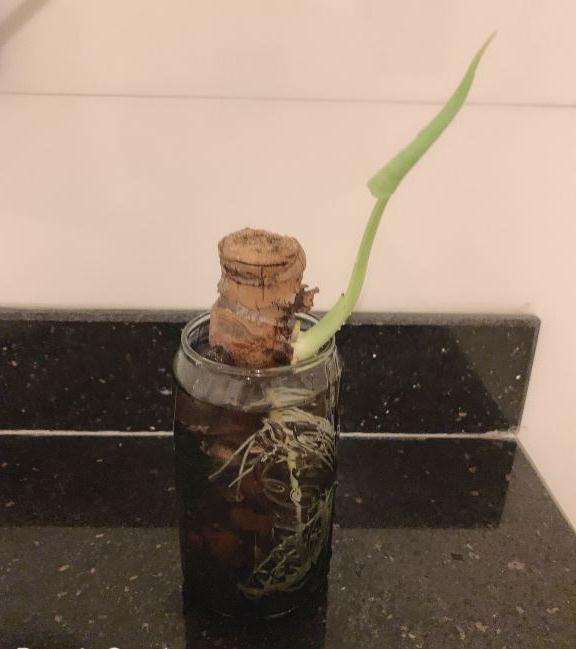 为什么龟背竹盆景太好养了