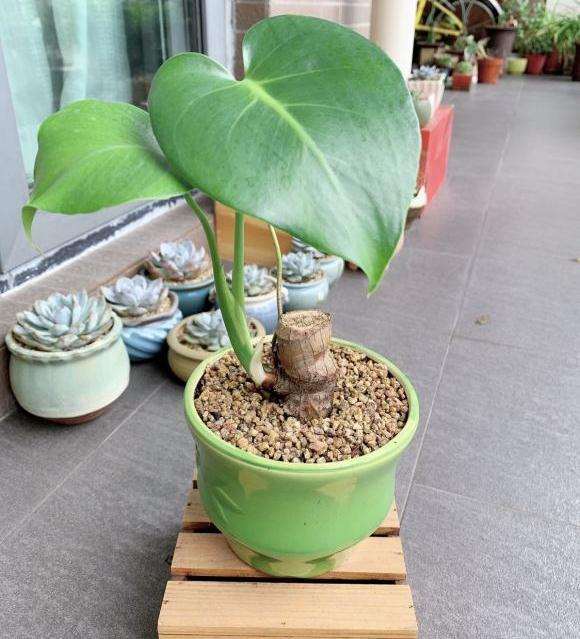 为什么龟背竹盆景太好养了