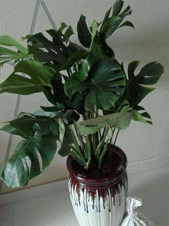 我家龟背竹盆景横着长