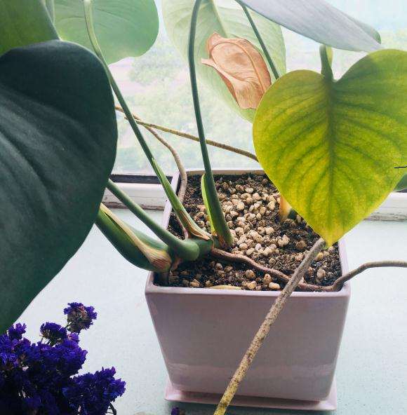 我家龟背竹盆景横着长