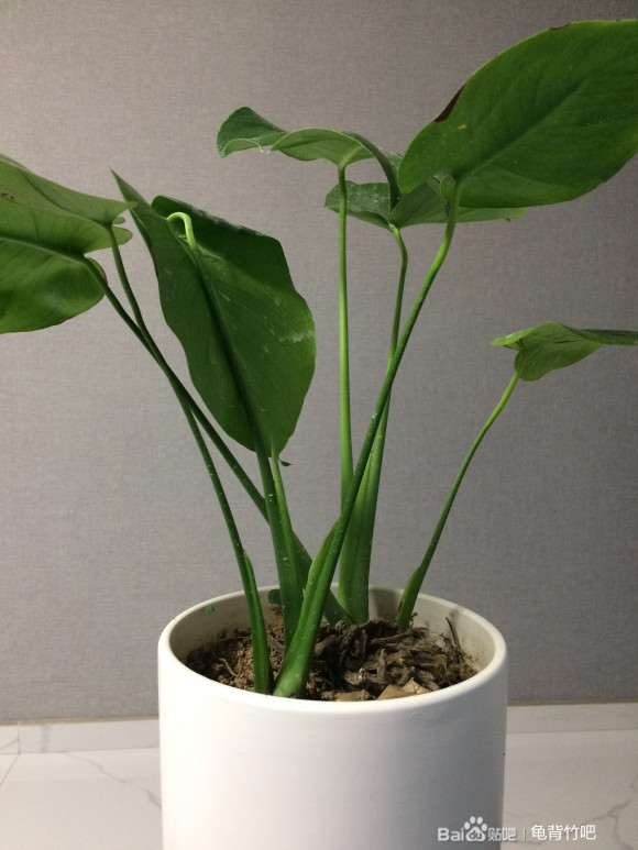 龟背竹盆景新叶开背了