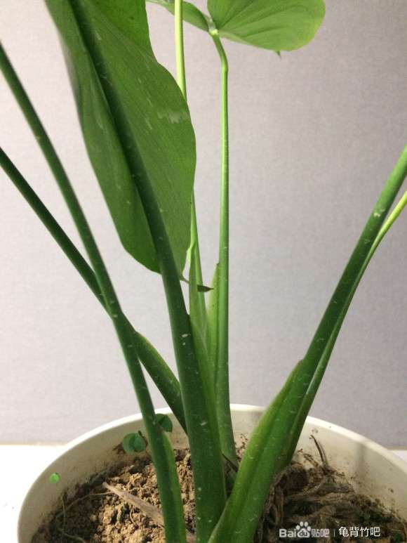 龟背竹盆景新叶开背了