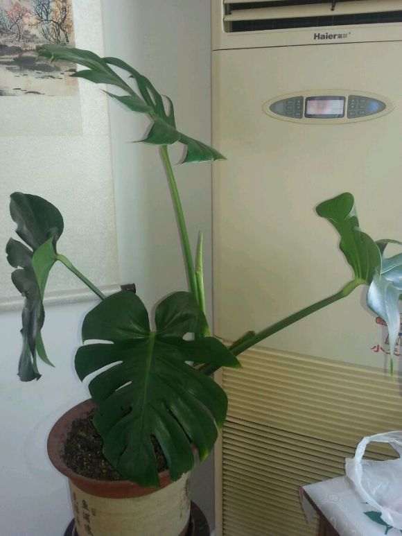 养了2年的龟背竹盆景 可以吗 图片