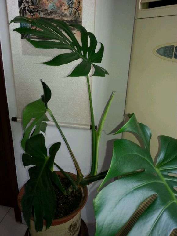 养了2年的龟背竹盆景