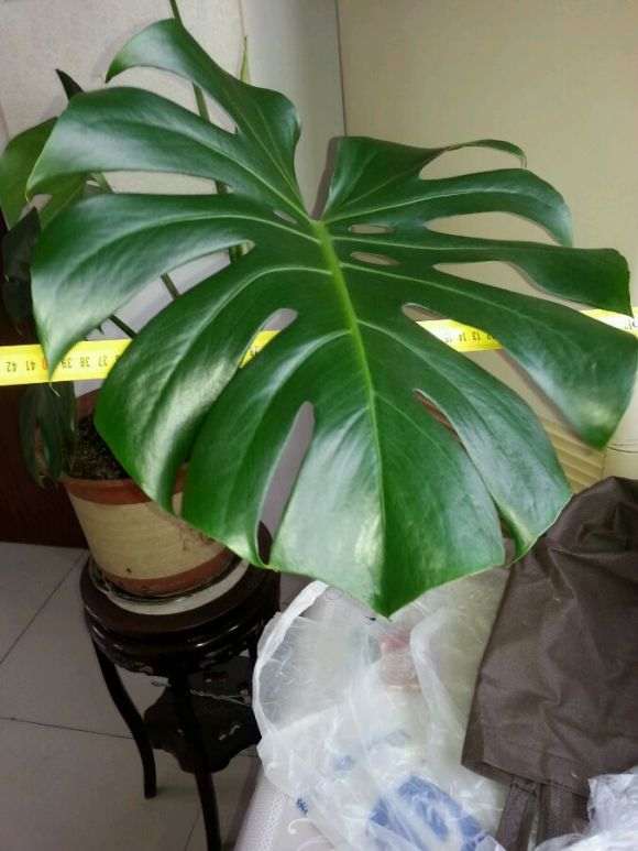 养了2年的龟背竹盆景