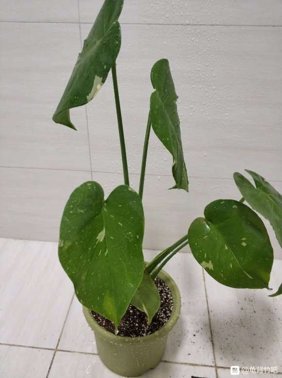 龟背竹盆景长大啦
