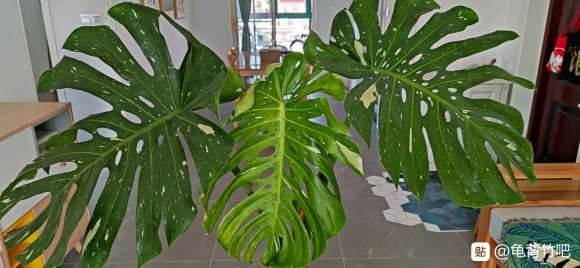 龟背竹盆景长大啦