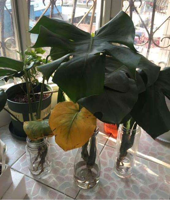 龟背竹盆景叶子变黄了