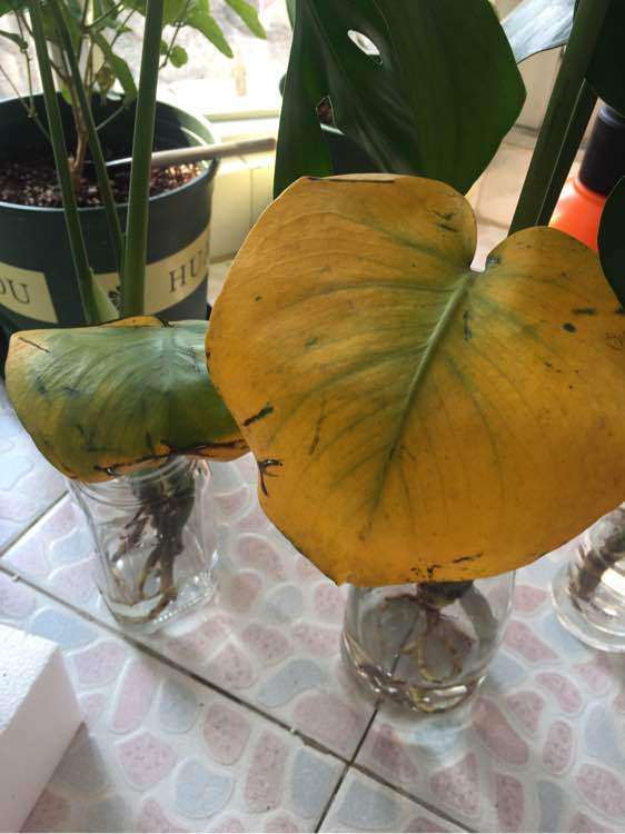 龟背竹盆景叶子变黄了