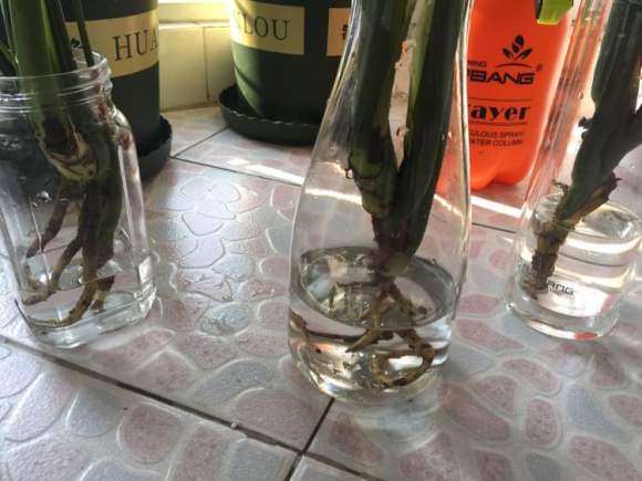 龟背竹盆景叶子变黄了